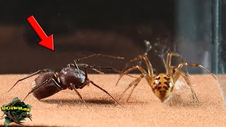 This Spider Spits Silk! SPITTING Spider Meets Fake BLACK WIDOW - EPIC Encounter