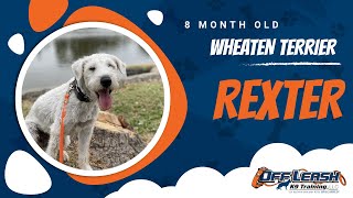 Best Wheaten Terrier Dog Training | Central Coast, CA | Rexter screenshot 1