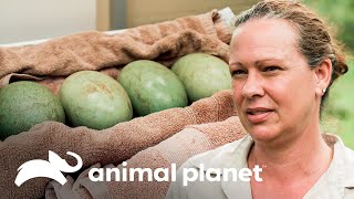 Seis huevos de casuario son examinados para ver si son fértiles | Los Irwin | Animal Planet