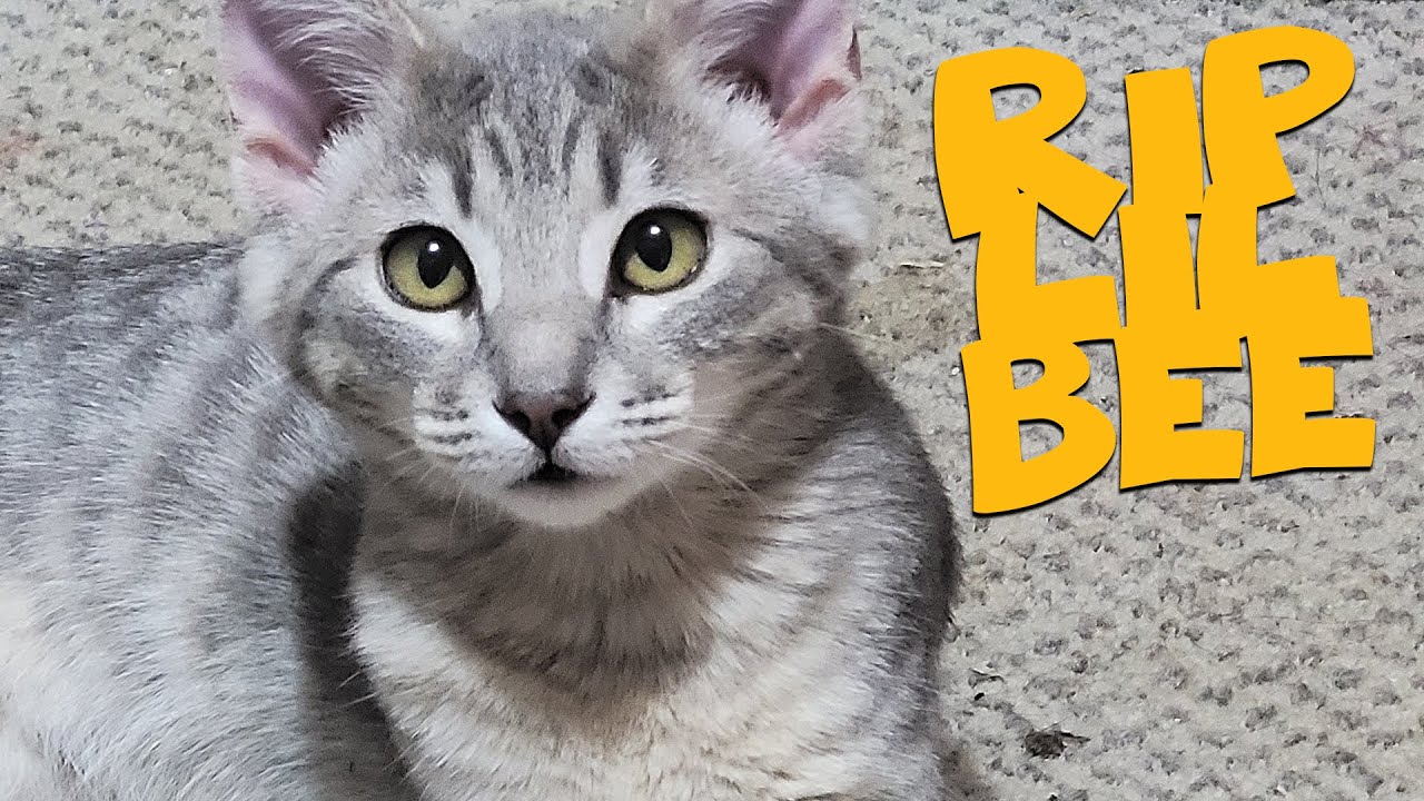 Our Cat Died YouTube Our Cat Died YouTube