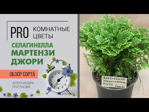 Video: Selaginella Beenloos