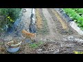 移植ごてをくわえて走る子犬