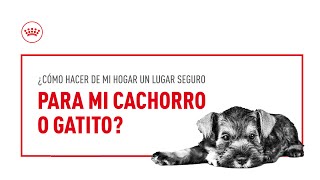 Hogar, el lugar seguro para tu mascota - Royal Canin