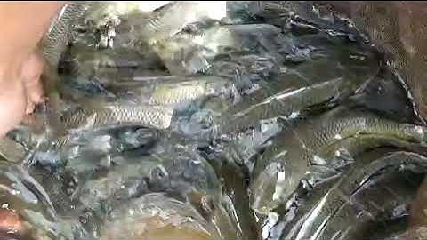 trại cá giống bình phước, liên hệ sđt 0372076731, gặp sơn