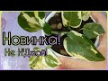 И Хомяк, и Жаба довольны🌱Растение по обмену🌸АРОИДНАЯ Новинка в коллекцию🌱Пересадка🌱Грунт🌱Сорт🌸Вид🌱