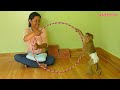 Adorable Monkey Kako Training Jump Into And Circus Hula Hoop