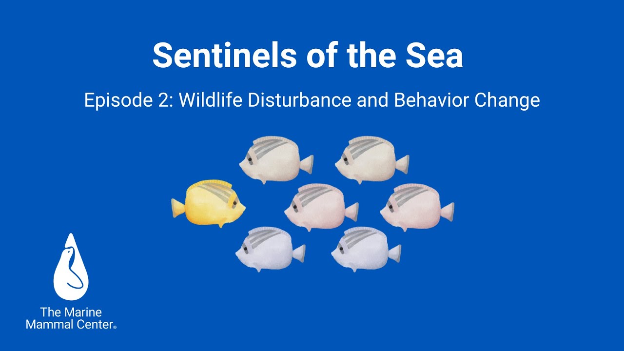 Sentinels of the Sea | Episode 2: Wildlife Disturbance and Behavior Change