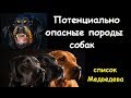 Медведев Д.: список потенциально ОПАСНЫХ пород собак