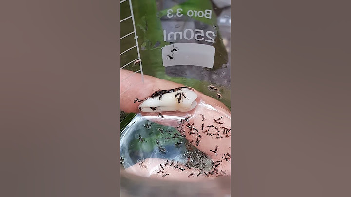 Dente Uma Semana na Planta Carnívora!