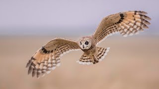 Bird Photography in the Masai Mara, Marsh Owls - WILDLIFE PHOTOGRAPHY ON SAFARI