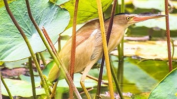 Cò Lửa Lùn (Yellow Bittern)