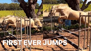 My baby horses first ever jumps