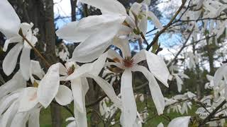 Magnolia × kewensis 'Wada's Memory' šácholan