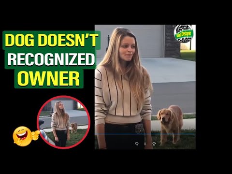 Dog Doesn't Recognize