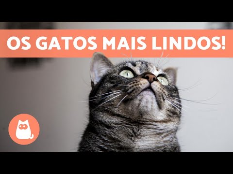 Vídeo: Qual é a raça de gato mais fofa?