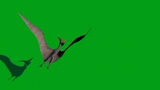 Pterosaur Green Screen || Green Screen Flying Dinosaur || Flying Pterodactyl Green Screen