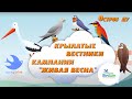 Кампания &quot;Живая весна&quot; - Наблюдение за птицами | Природа Беларуси в видеоблоге &quot;Остров Ду&quot;