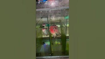 Nuôi cá la hán thật đơn giản đúng không nào #nuoicacanh #cálahán #shotrs #giaitri