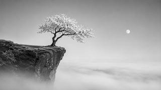 Black and White Sakura Tree on a Misty Cliff | 4K TV Screensaver | (No Sound) | 1 Hour screenshot 3