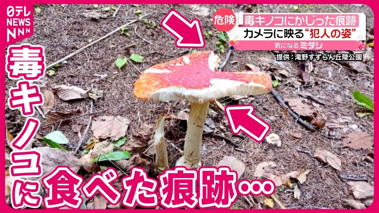 【毒キノコ】「ベニテングタケ」に食べた痕跡 カメラが捉えたのは… 札幌市 - YouTube