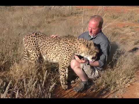 butt-scratch-reflex-responses-from-big-&-small-cats-|-lions-leopards-cheetahs-servals-caracals