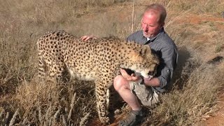 Butt Scratch Reflex Responses From BIG & small Cats | Lions Leopards Cheetahs Servals Caracals