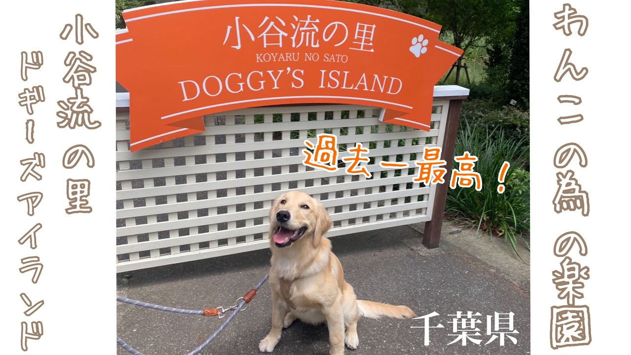 過去最高！わんこのリゾート🏝小谷流の里ドギーズアイランド【ゴールデンレトリバー】