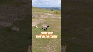 DRONE VIEW LAMB ON THE COURSE #dronevideo #lamb #viralvideo #drone #dji
