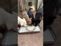so cute #netclick #smart #videosfunny