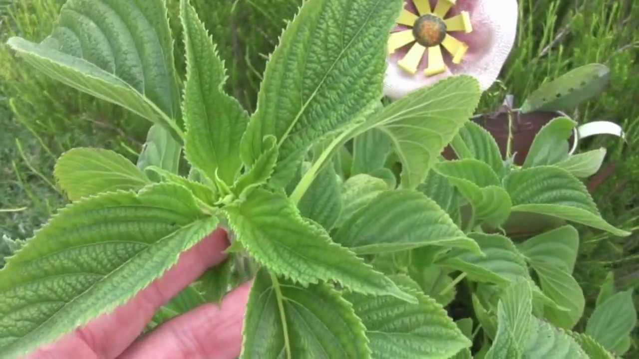 Growing Chia Plants For Seed An Update YouTube