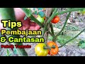 Tanam tomatotips pembajaan dan cantasanhow to fertilize and prune tomatoes