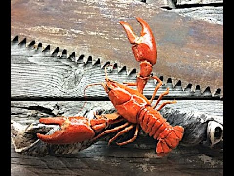 Cara taksidermi Crawfish di Rumah Crayfish kepiting Fish Hack