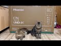 雷でテレビが大破!新品を設置中にイタズラしに来てしまった猫