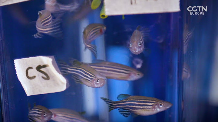 Why cancer is so hard to treat and how Zebrafish can help
