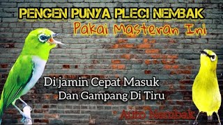 Masteran pleci nembak mewah wit wit nobita, sangat Bagus untuk masteran semua jenis Pleci