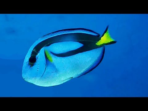 Video: Wrasse