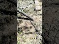 cortando ramas con un tree pruner de harbor freight tools