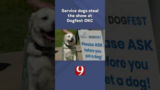 Service dogs changing lives: Aspen and JoJo at DogFest OKC