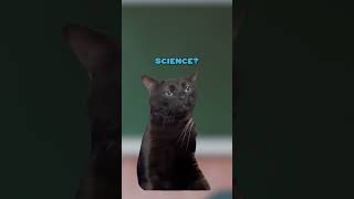 Why do we need school? 🥰 (CAT MEMES🐈) @Ryanhdlombard #shorts