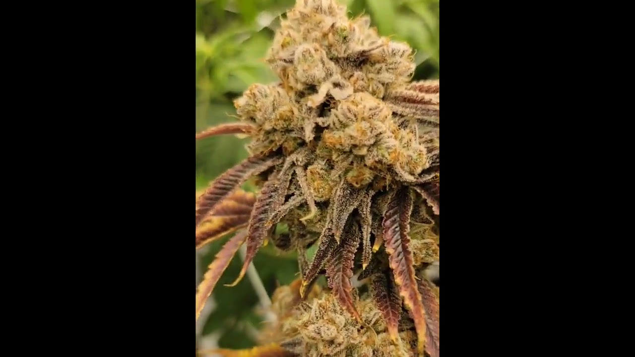 ecsd #8 ( copycat genetics )