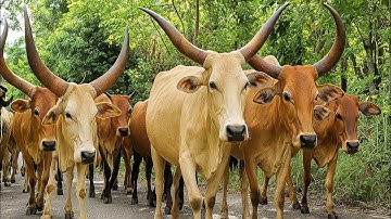 Sapi" Lembu monster ini,mengamuk dan menyeruduk siapa saja, jika ada yang menghalangi jalan mereka. 