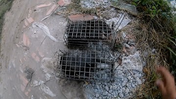 Bẩy Chuột Cống Nhum Không Cần Mồi/Tèo Ngố TV...