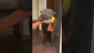 Funny Sharpei  makes sounds