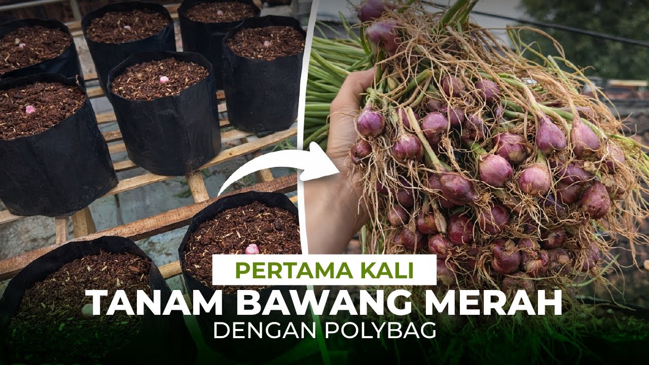 Hasil belajar tanaman bawang merah dipolybag