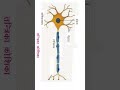 Dimaag se pair tak signal 1 second me kaise jata hai? Neuron Samjho 30 sec me