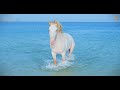 Animalia - The Albino horses play in the waves