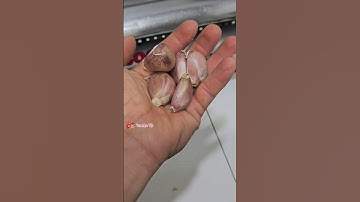 NHÀ CÓ QUÁ NHIỀU KIẾN ĐỪNG LO HÃY SỬ DỤNG VÀI TÉP TỎI NÀY KHÔNG CÒN CON KIẾN NÀO NỮA #diy #meovat