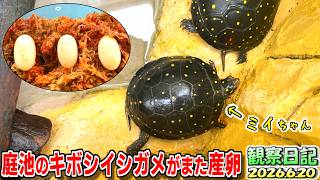 キボシイシガメのミイちゃんが産卵したよ【2025.6.20】