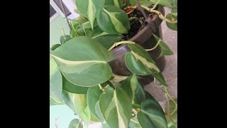 Heart Leaf Philodendrons