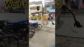 Funny Owl Dance 😍 | Dancing Owl 🦉/#owldance #funny #shorts